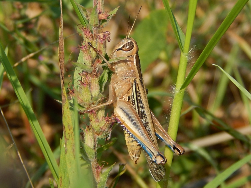 Acrididae:  Eyprepocnemis plorans